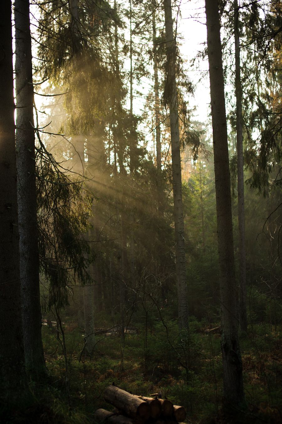Sunbeams through a misty pine forest