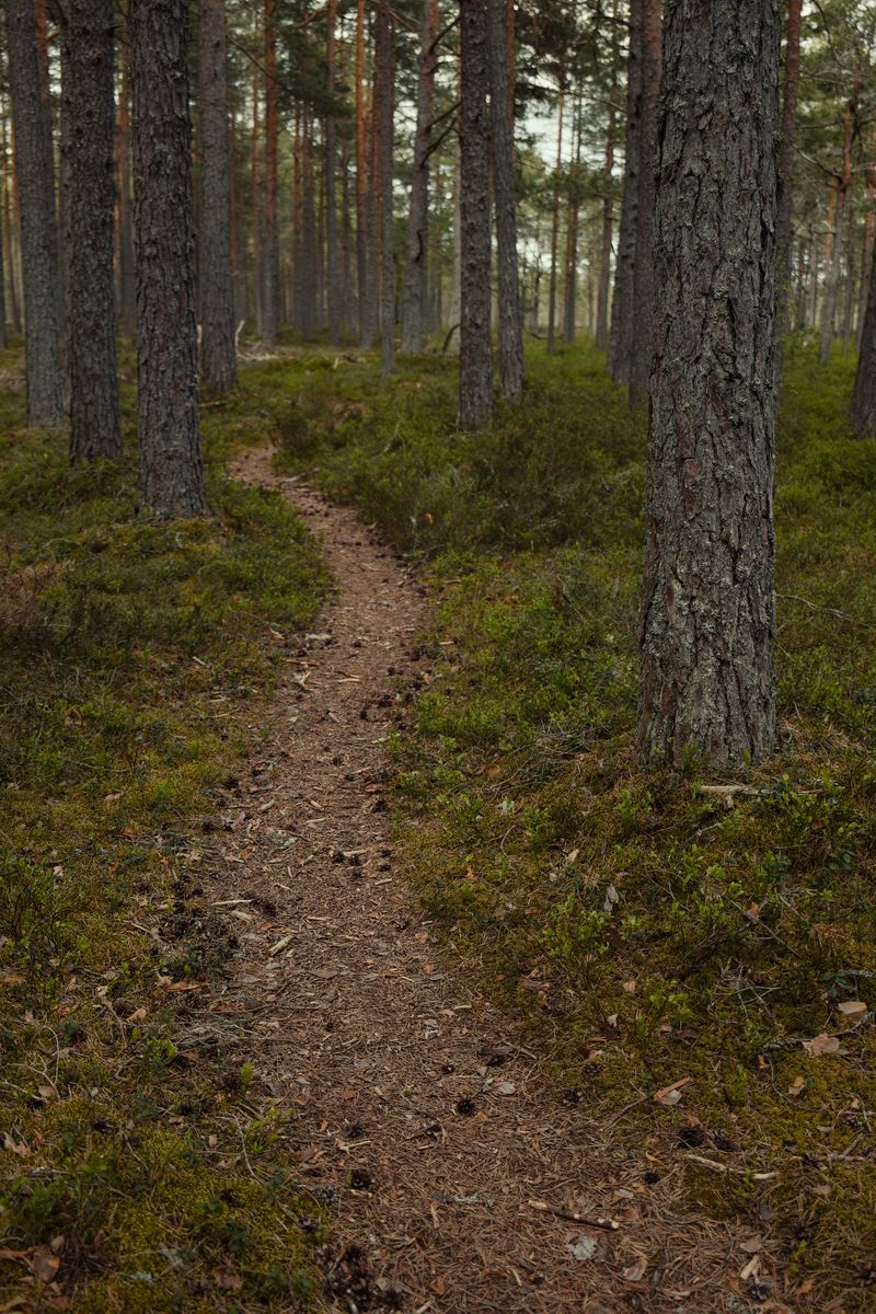 A winding dirt trail through pine trees